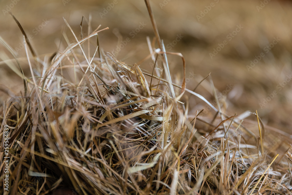 Fototapeta premium Stroh Heu