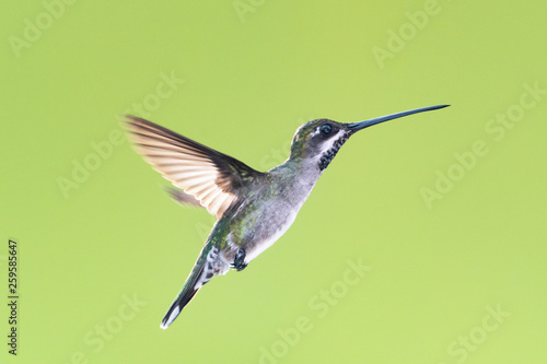 Long-billed Starthroat hovering with a green background.