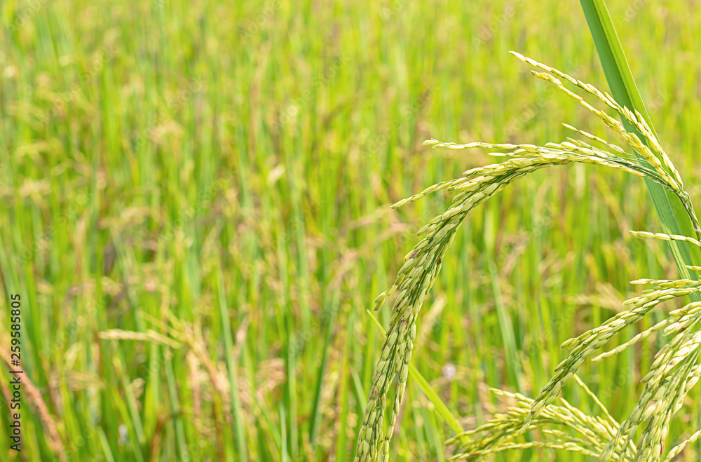 Green rice paddy fields and is soon up to the seed harvest. Green rice paddy fields and is soon up to the seed harvest.