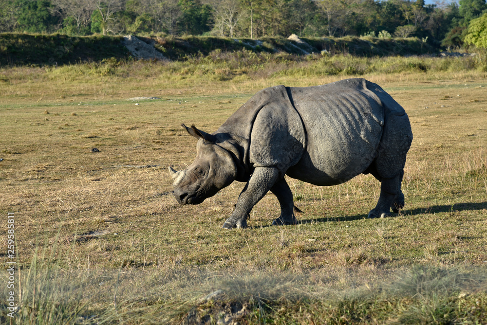 Fototapeta premium one horned rhino grazing in a park