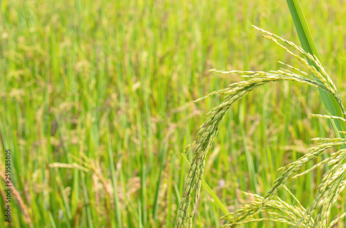 Green rice paddy fields and is soon up to the seed harvest.
