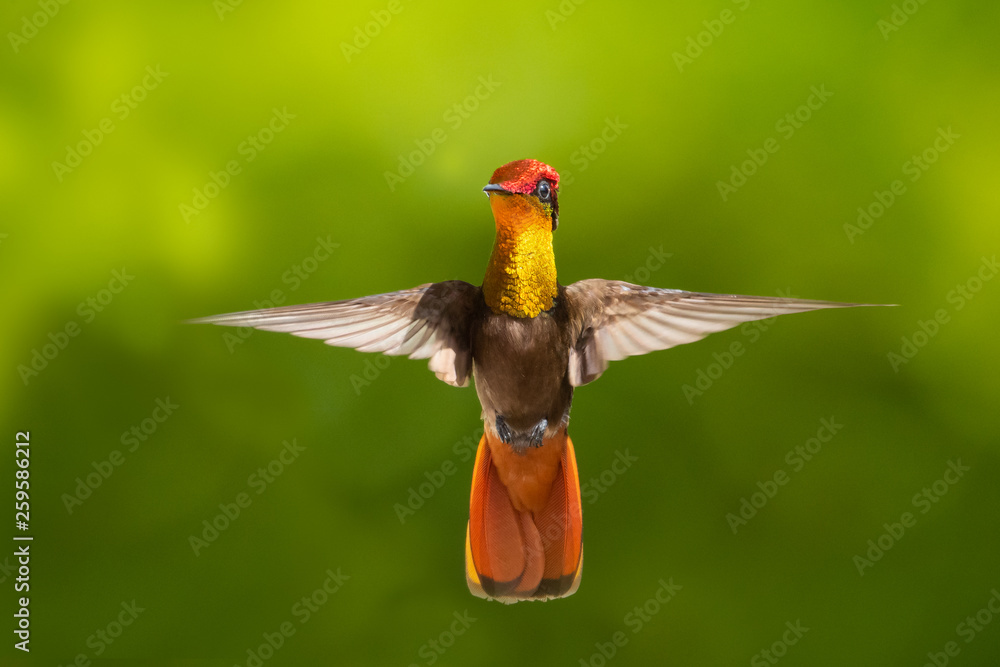 Fototapeta premium Brilliant glittering Ruby Topaz hummingbird, Chrysolampis mosquitus, hovering with a green background.