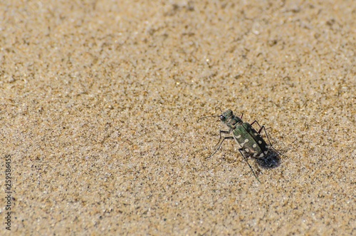 Cicindela che cammina sulla sabbia
