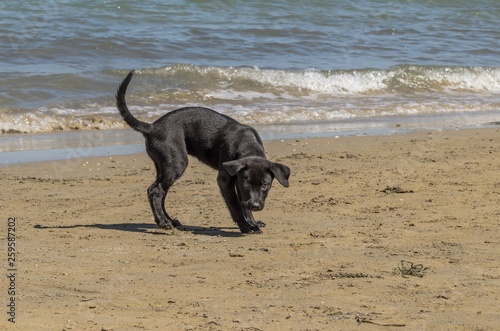 Simpatico cagnolino che gioca sulla spiaggia
