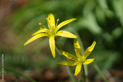 Wallpaper Mural Złoć łąkowa Torontodigital.ca