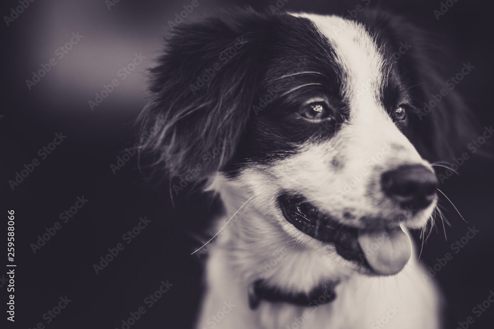 portrait of puppy with tongue out in black and white portrait of puppy with tongue out in black and white