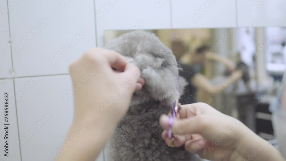 Pet groomer hand cuts small gray dog hair with scissors in groomers salon holding his ear close up. Professional animal haircut and styling at pet grooming salon. Adorable dog in barber pet. Pet groomer hand cuts small gray dog hair with scissors in groomers salon holding his ear close up. Professional animal haircut and styling at pet grooming salon. Adorable dog in barber pet.