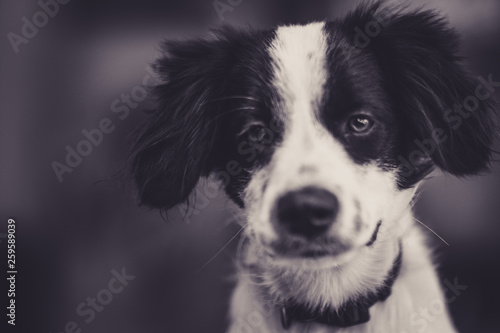 black and white portrait of a happy puppy