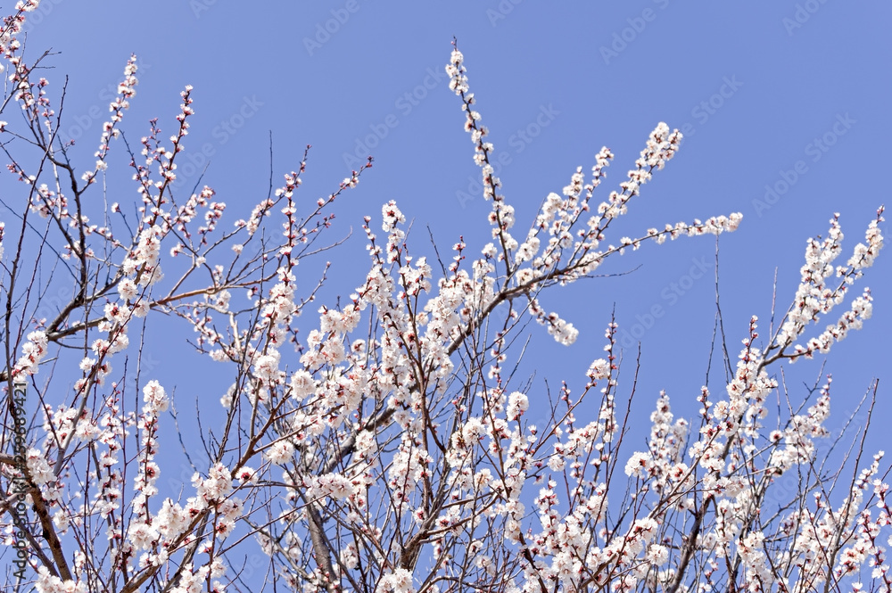 Beautiful pink spring tender flowers blossom Beautiful pink spring tender flowers blossom