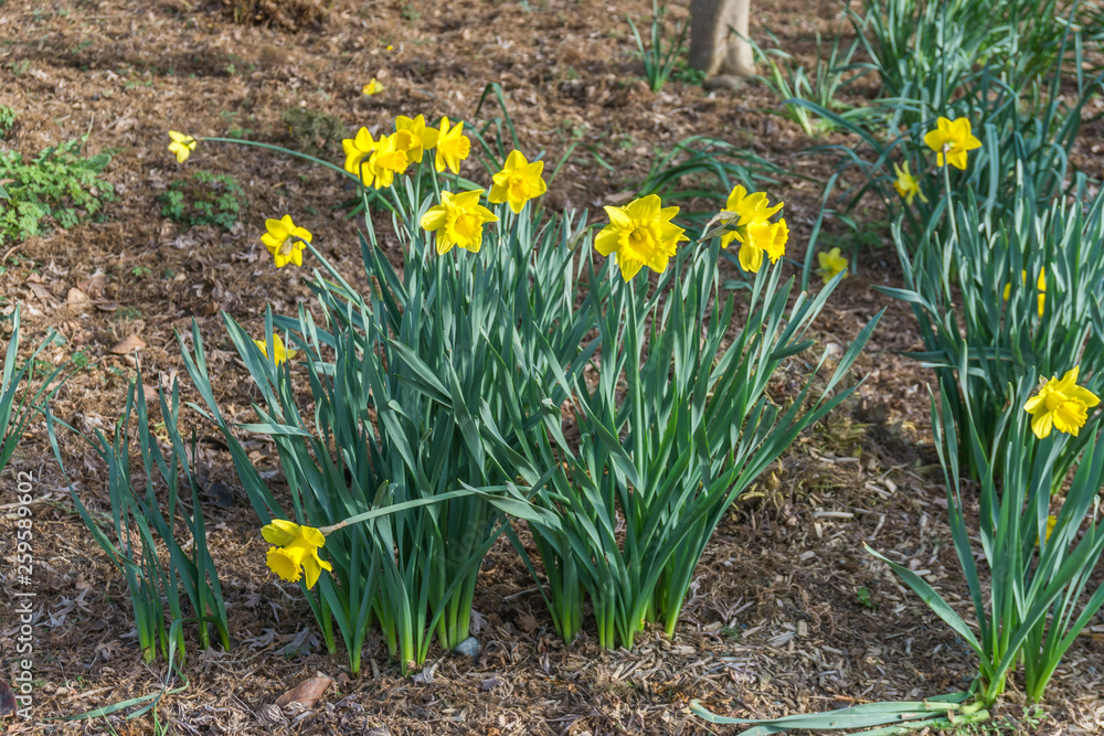 Fototapeta premium Yellow Spring Flowers 2