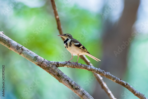 beautiful bird Forest Wagtail.(Dendronanthus indicus) © sittitap