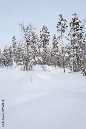 Snowy winter forest and snow covered trees © Juhku