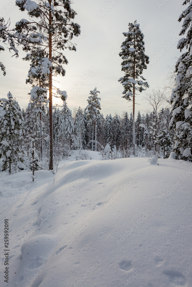 Snowy winter forest and snow covered trees Snowy winter forest and snow covered trees