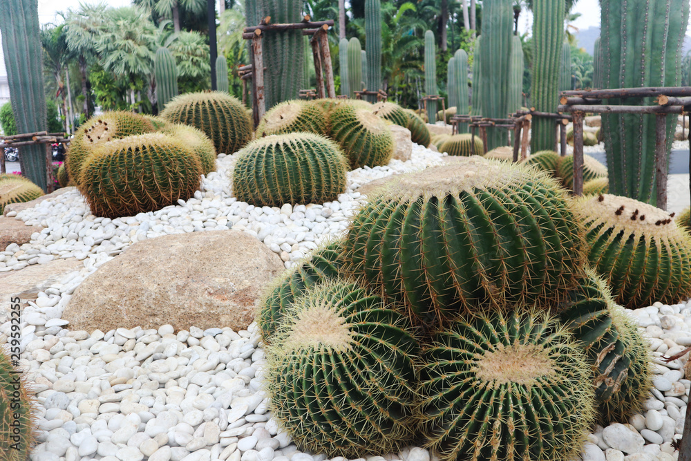 Beautiful cactus tree in the gardens outdoor and parks Beautiful cactus tree in the gardens outdoor and parks