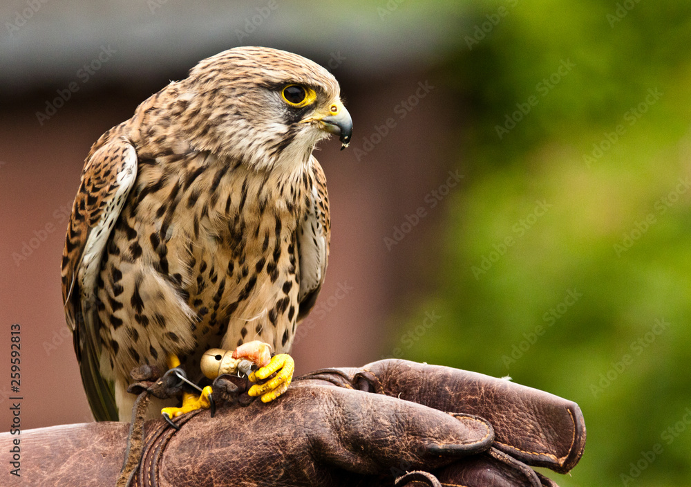 Fotografie Turmfalke (Falco tinnunculus)