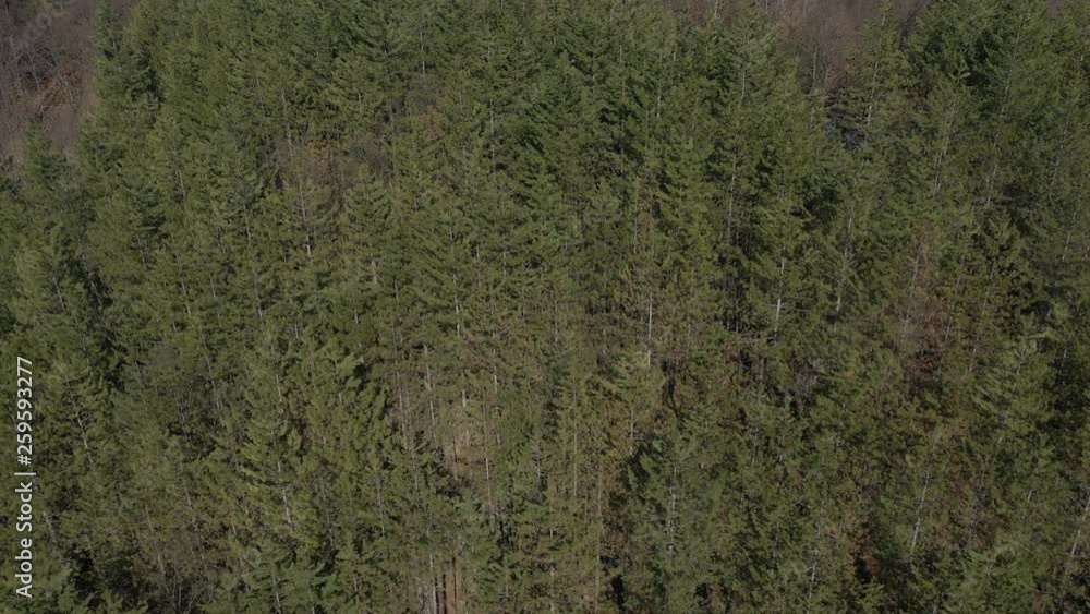 Over the coniferous woods tree tops 4K drone video Over the coniferous woods tree tops 4K drone video