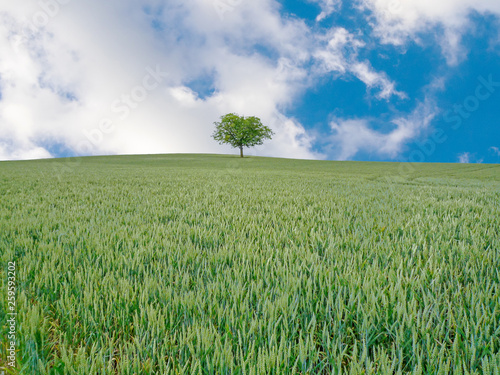Background of one tree in the middle of a millet field at a countryside of France with blue sky and white clouds in sunny day. 