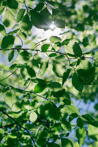 Green leaves backlighted by the sunlight