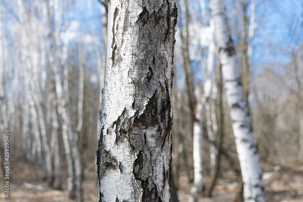 Trunk of white birch close-up against the background of birches in the spring warm day Trunk of white birch close-up against the background of birches in the spring warm day