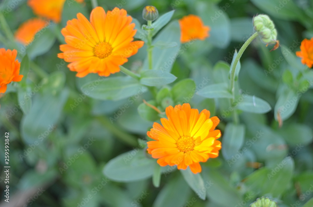Marigolds Marigolds