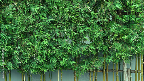 Bamboo tree which green color fresh leaf and light brown for body and beautiful pattern for background or decoration outdoor architecture building and can use for natural private fence in house.