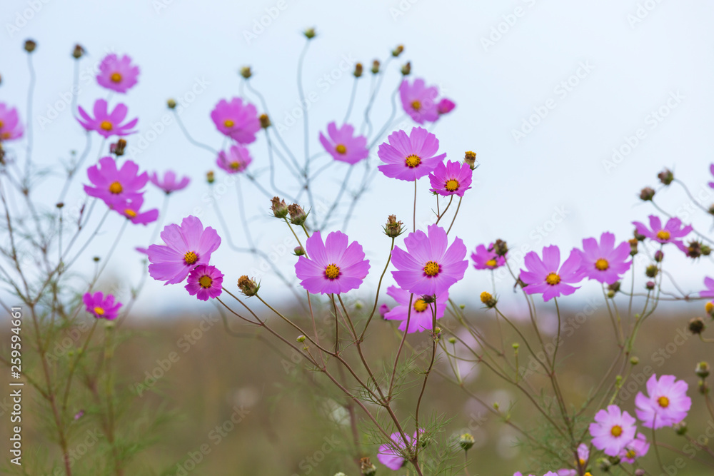 Lots of pink cosmos flowers Lots of pink cosmos flowers