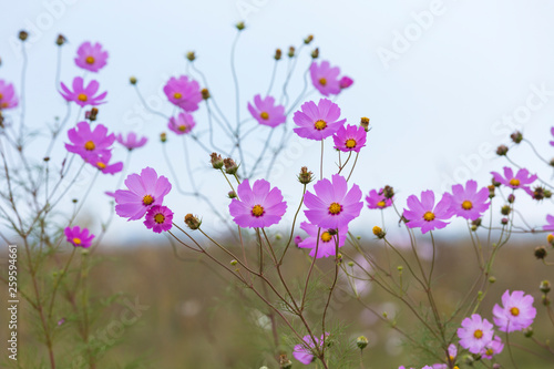Lots of pink cosmos flowers