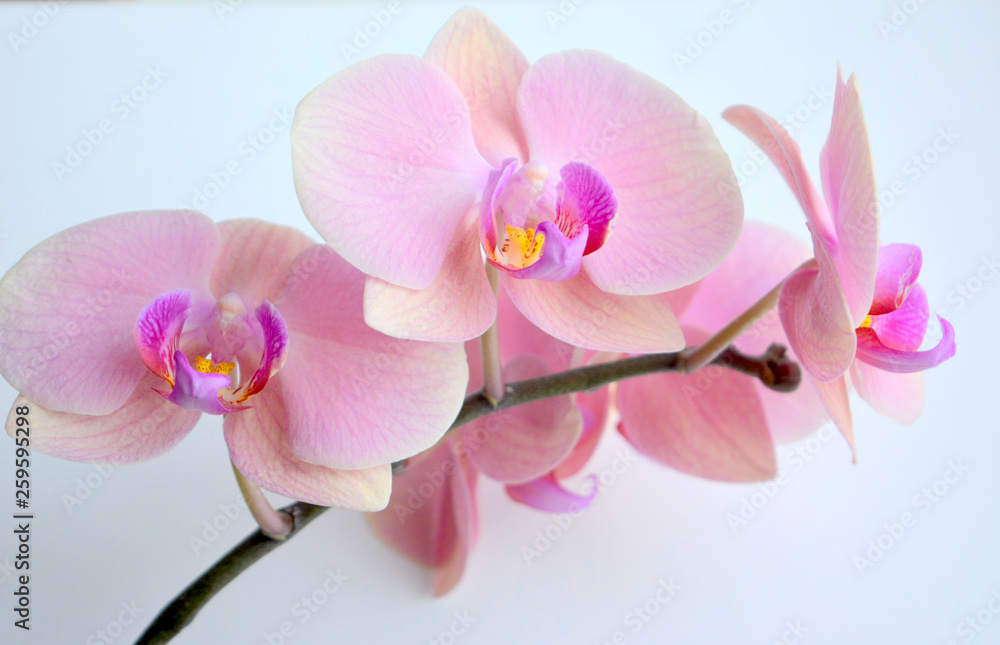 Delicate and luxurious pink with purple orchid flowers. Beautiful floral composition, greeting card, wallpaper