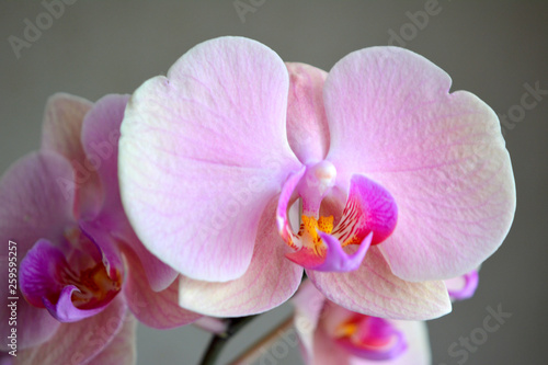 Delicate and luxurious pink with purple orchid flowers. Beautiful floral composition  greeting card  wallpaper 