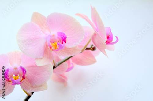 Fototapeta Naklejka Na Ścianę i Meble -  pink orchid isolated on white background
