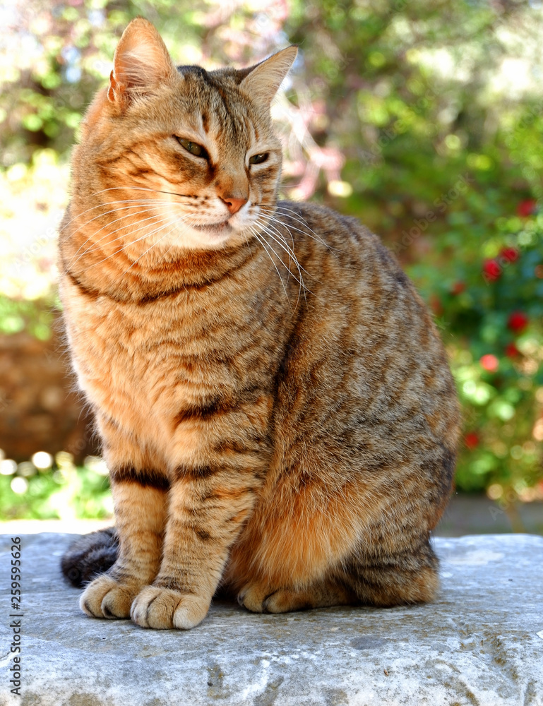 Fototapeta premium cute young female cat