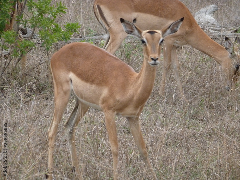 Impala Impala