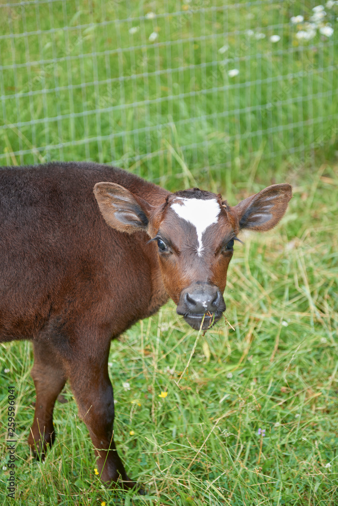 Fototapeta premium calf munching grass