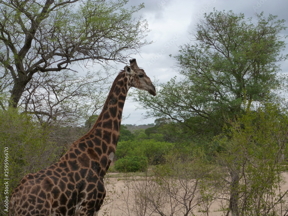 Obraz premium Kruger Nationalpark