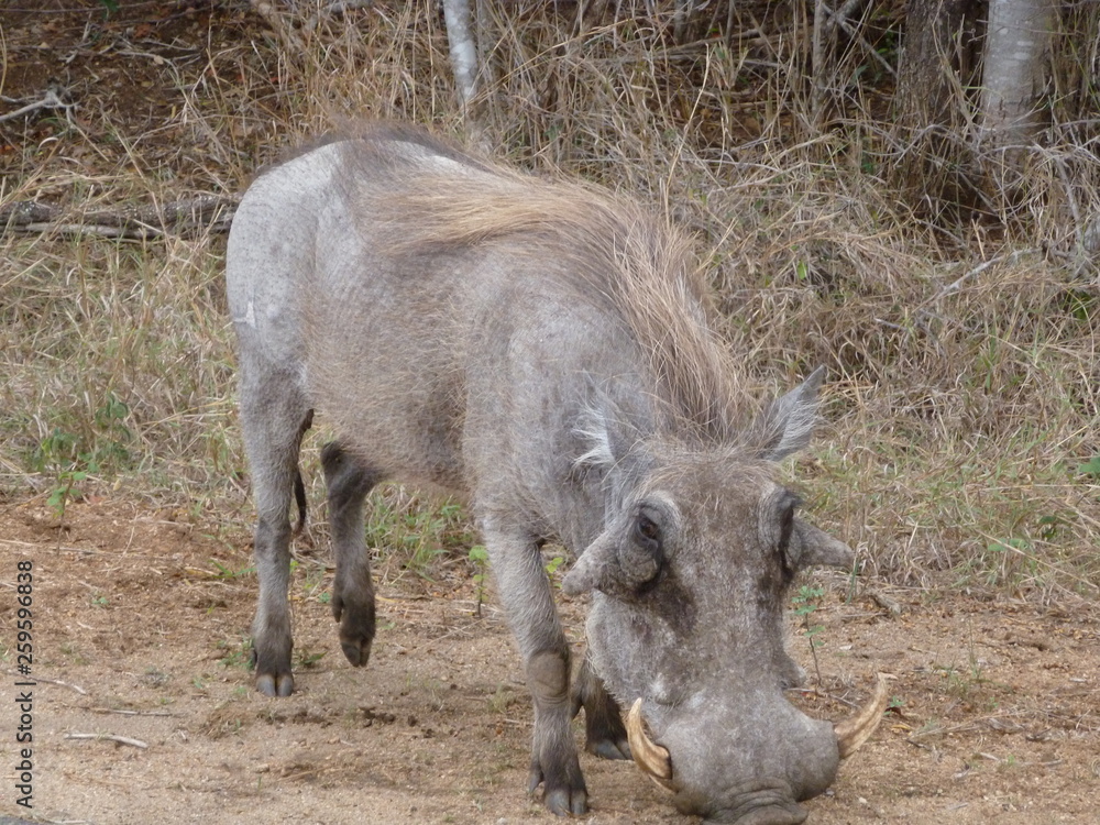 Fototapeta premium Kruger Nationalpark