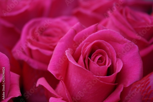 pink roses closeup