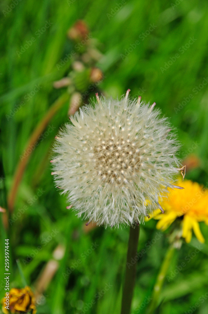 Obraz premium Löwenzahn