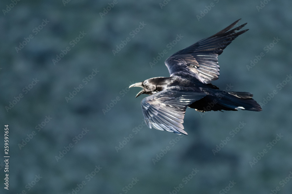Obraz premium Common Black Raven Flying Over the Canyon Floor