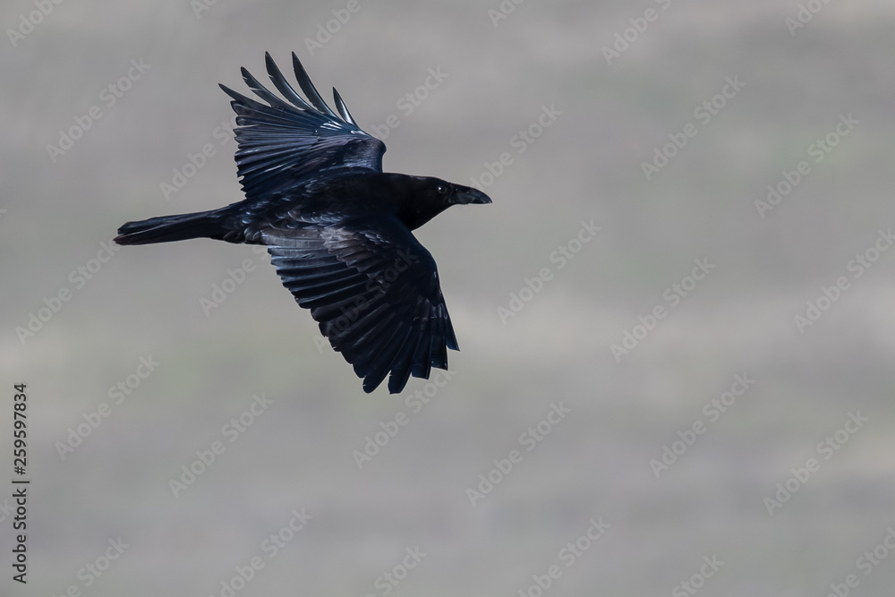 Common Black Raven Flying Over the Canyon Floor Common Black Raven Flying Over the Canyon Floor