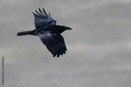 Common Black Raven Flying Over the Canyon Floor © rck