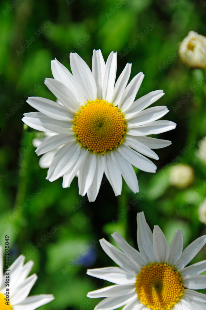 Fototapeta premium Gänseblümchen