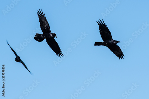 Three Common Black Ravens Flying in a Blue Sky