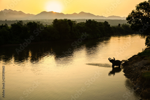 life style of elephant and Mahout at river in the morning , silhouette Elephant bathing in river in the morning
