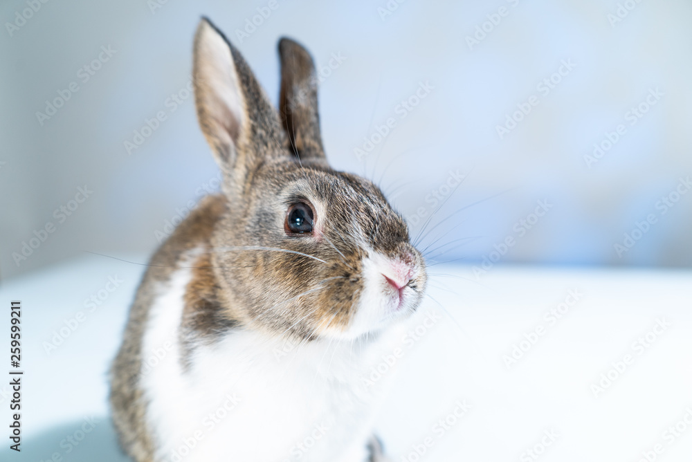 Obraz premium Cute little bunny rabbit on white blue background. Small white and gray rabbit isolated on white background. Easter symbol. Beautiful lovely pet. 