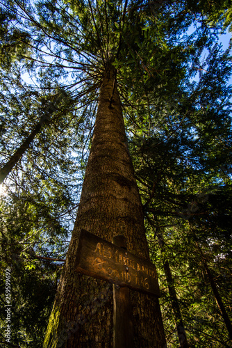 large white fir in the forest © UMB-O