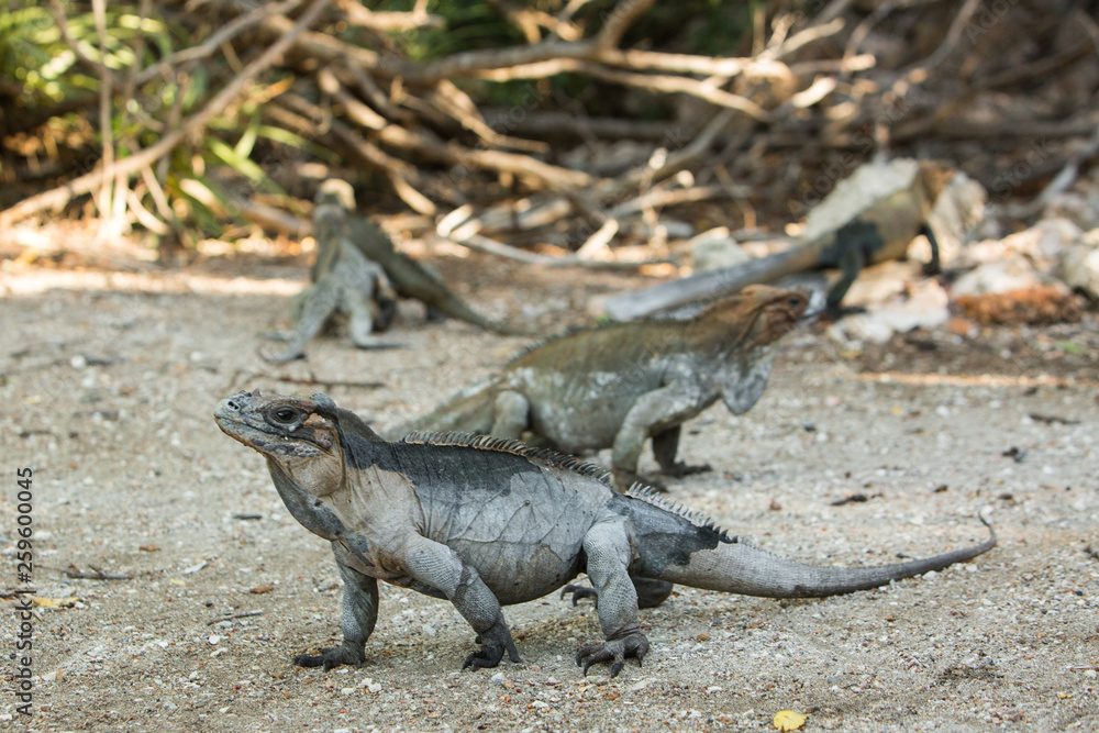 iguanas in mangroves in the Caribbean iguanas in mangroves in the Caribbean