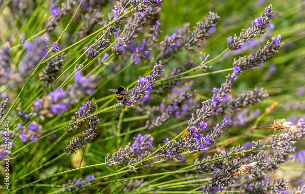 Fototapeta premium pszczoła miodna zbierająca pyłek z kwiatów lawendy