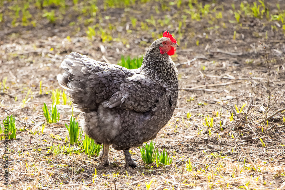 Gray spotted chicken in a garden of  farm in sunny weather_