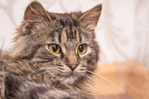 Portrait of a close-up of a fluffy young cat_