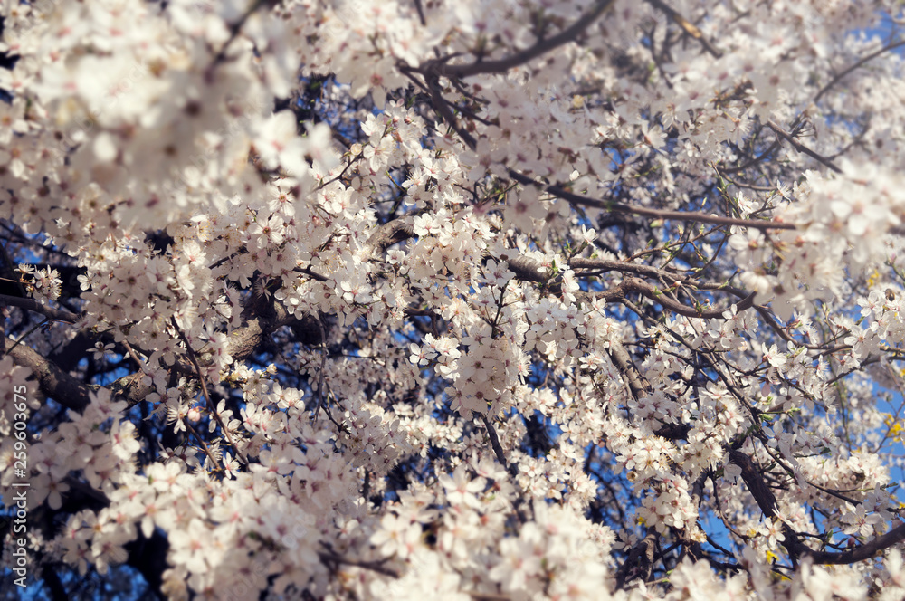 Lots of small white flowers of cherry tree. Blooming tree in spring Lots of small white flowers of cherry tree. Blooming tree in spring